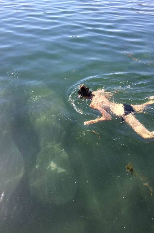 swimming with manatees in florida