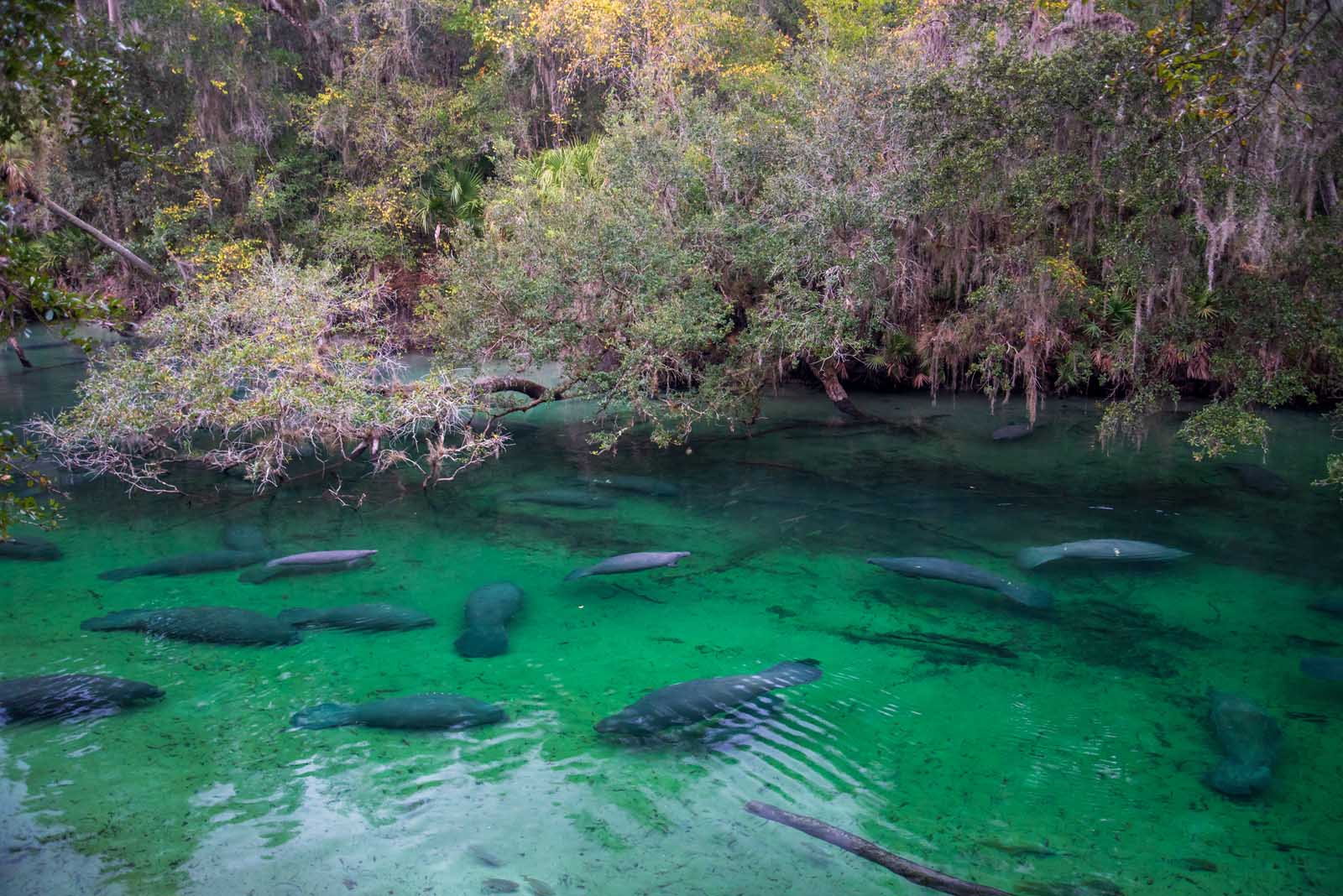 things to do in Daytona Beach Blue Spring State Park Manatees