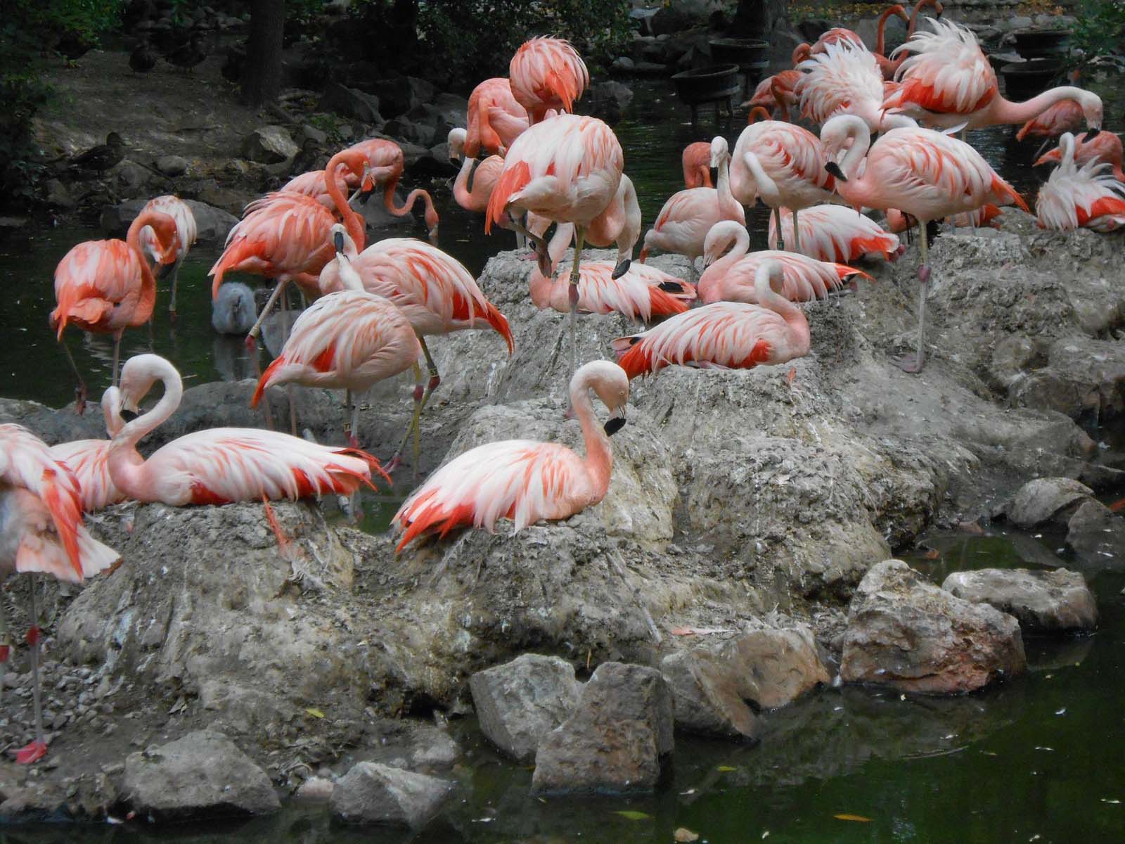 where to stay in denver flamingoes of denver zoo