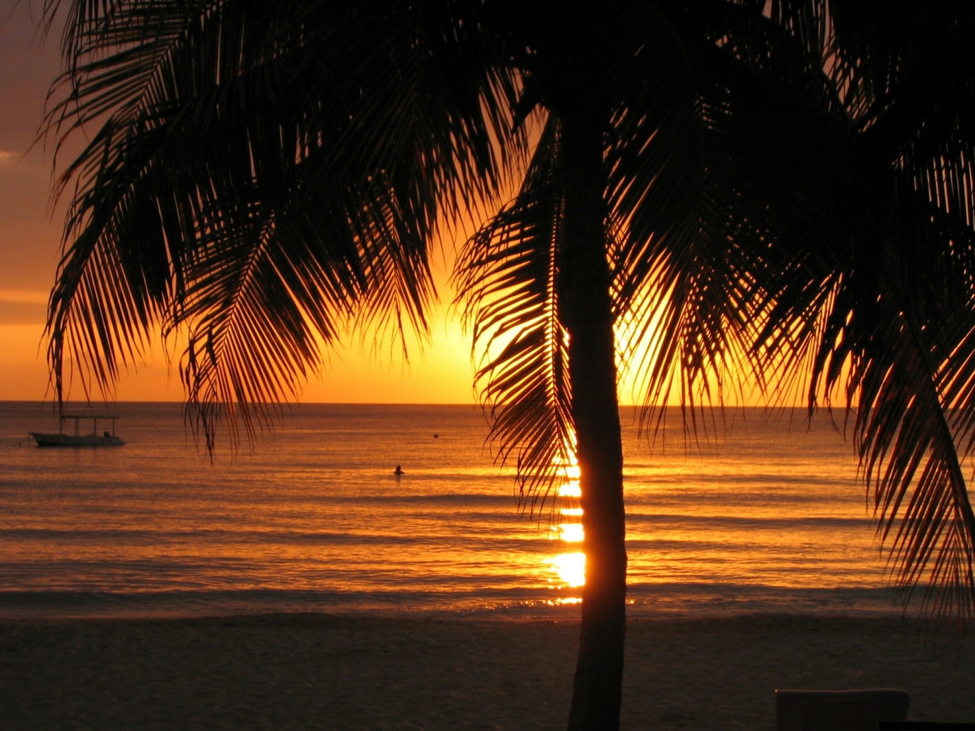 best things to do in jamaica palm tree at sunset
