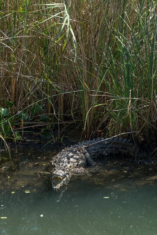 what to do in jamaica - black river safari