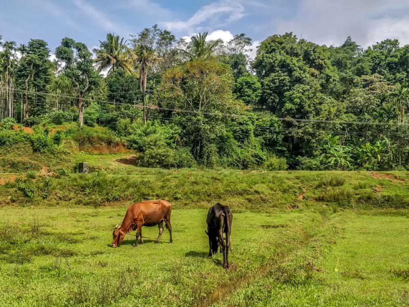 Best Places to visit in Karnataka Coorg cows grazing in field