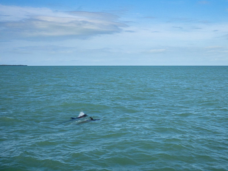 Dolphin Watching in Key West