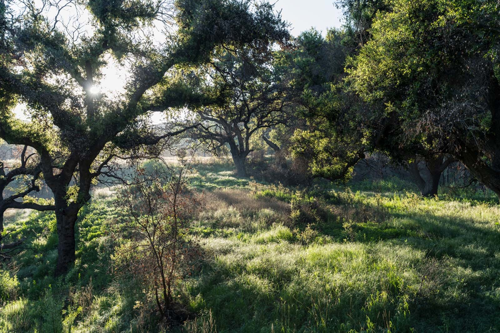 california camping tips