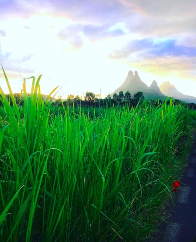 what to do in Mauritius sugar cane