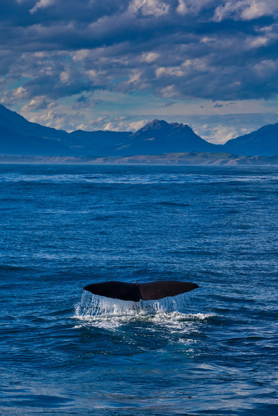 new zealand things to do whale watching