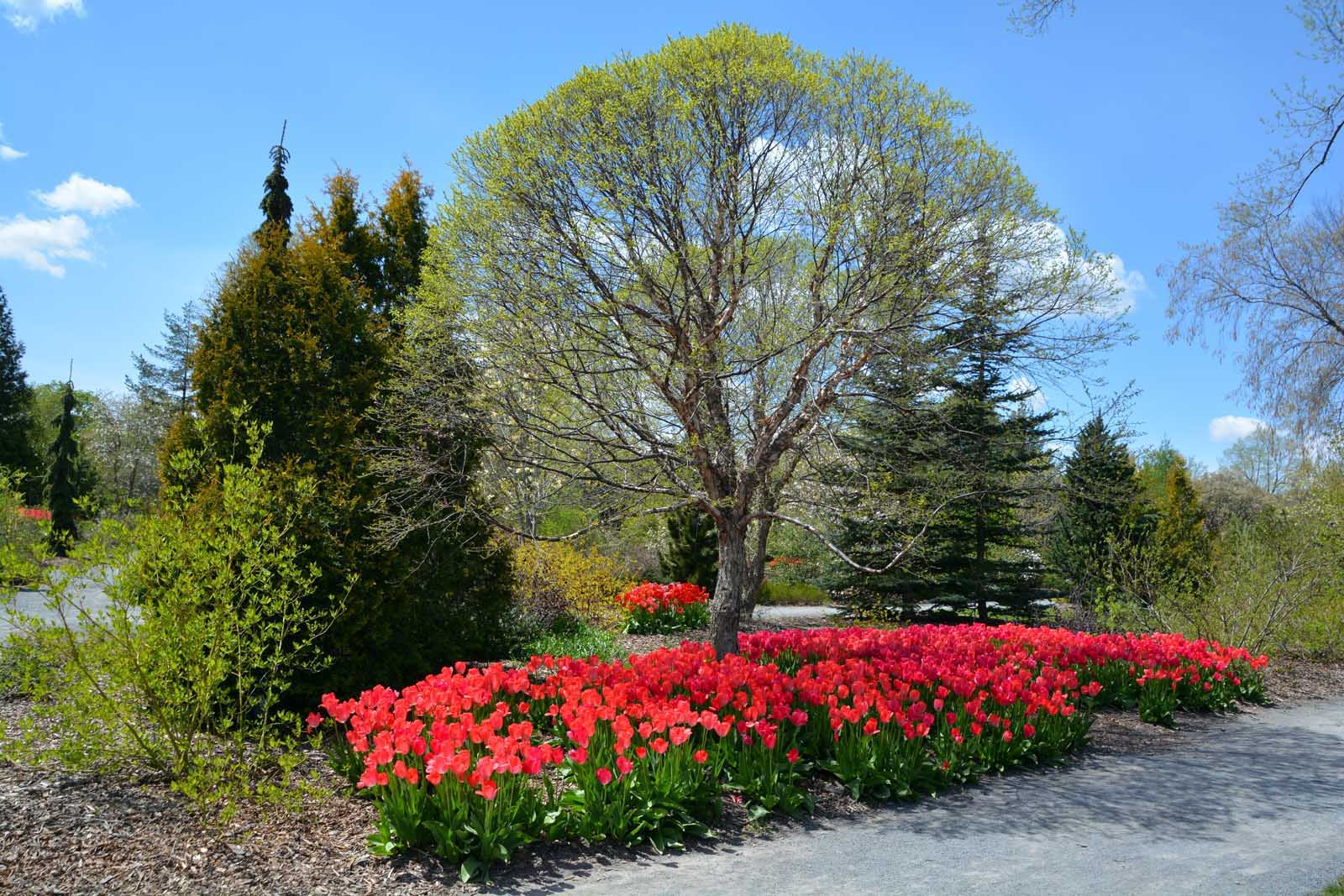 places to visit in oregon rose test garden in washington park