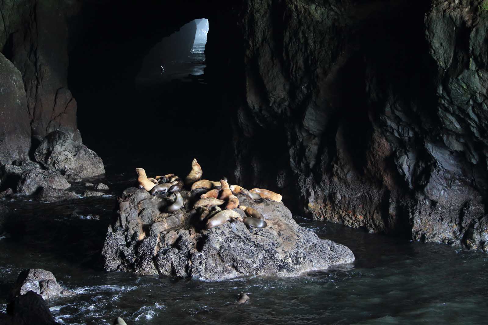 place to visit in oregon sea lions cave