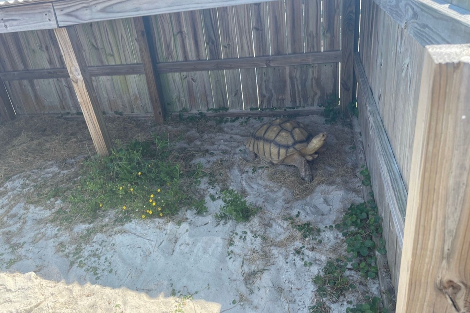 When in Navarre Beach, be sure to visit the Sea Turtle Conservation Center, where their mission is to protect these animals in pensicola beach
