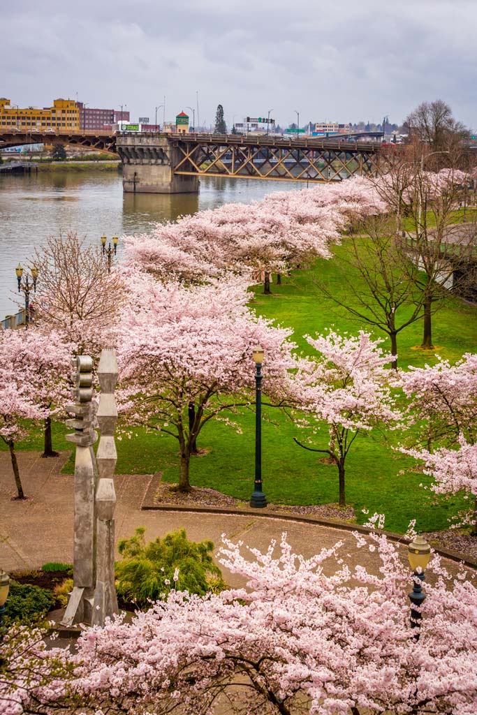 things to do in portland cherry blossoms