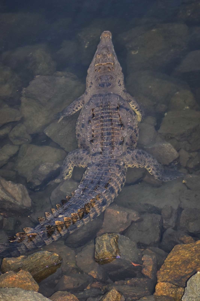 Things to do in Puerto Vallarta El Cora Crocodile Sanctuary