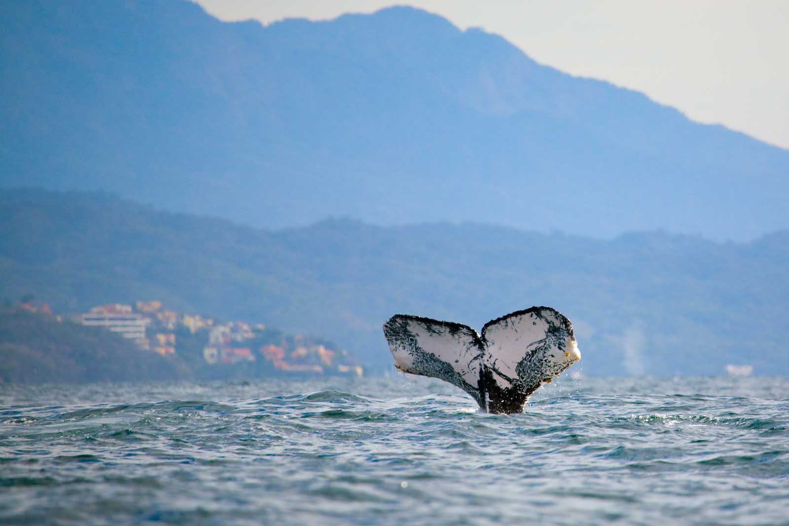 Things to do in Puerto Vallarta Whale Watching