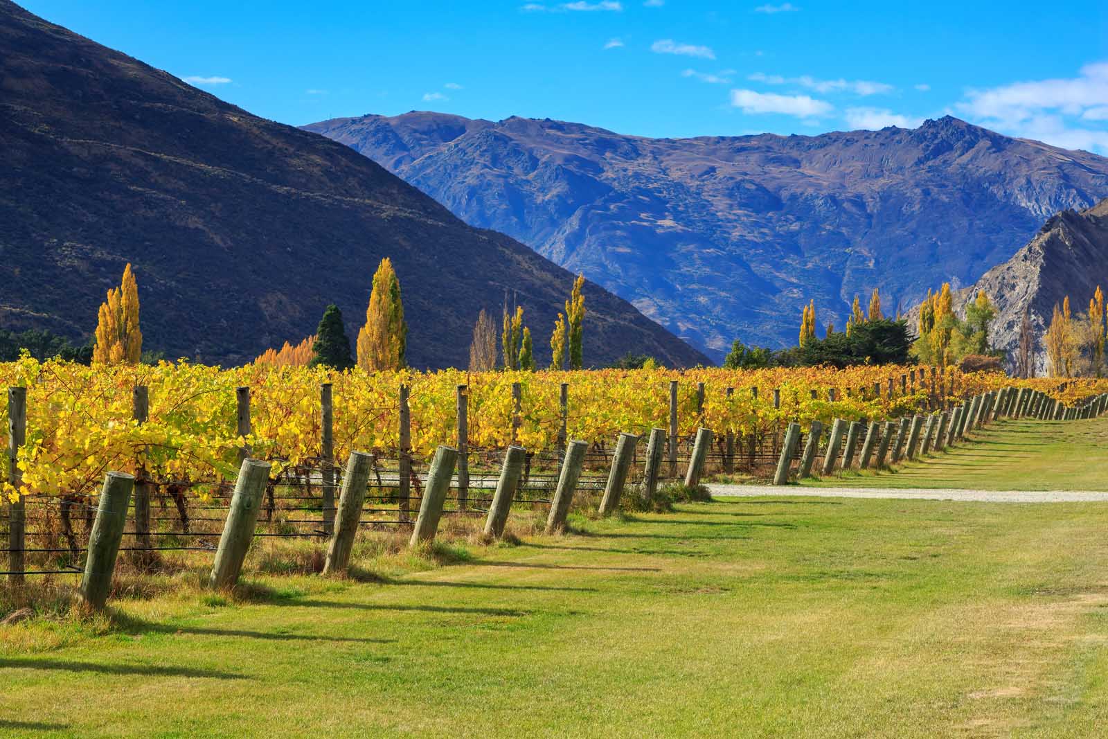 best things to do in queenstown wine tours