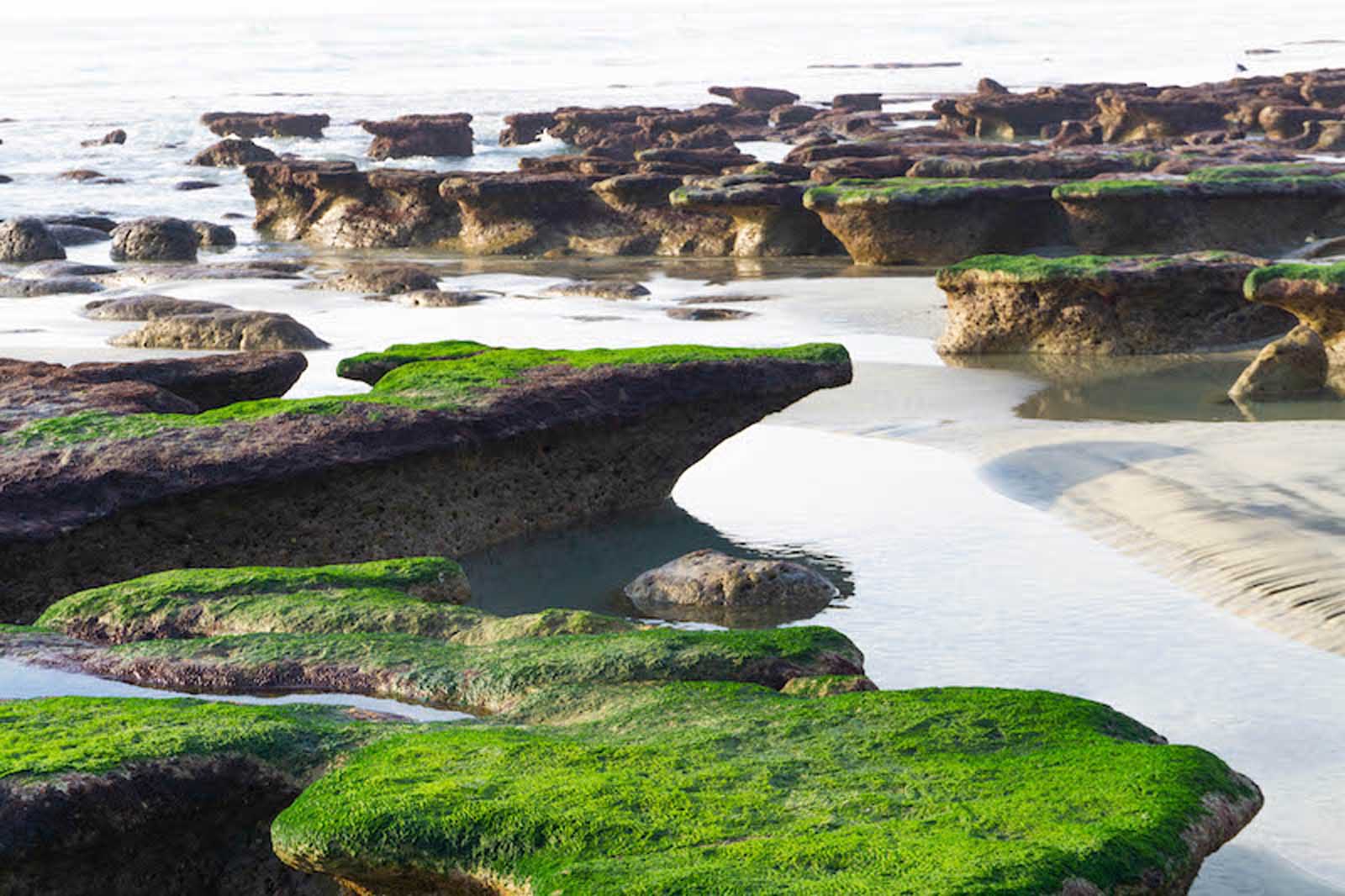best things to do in san diego tide pooling
