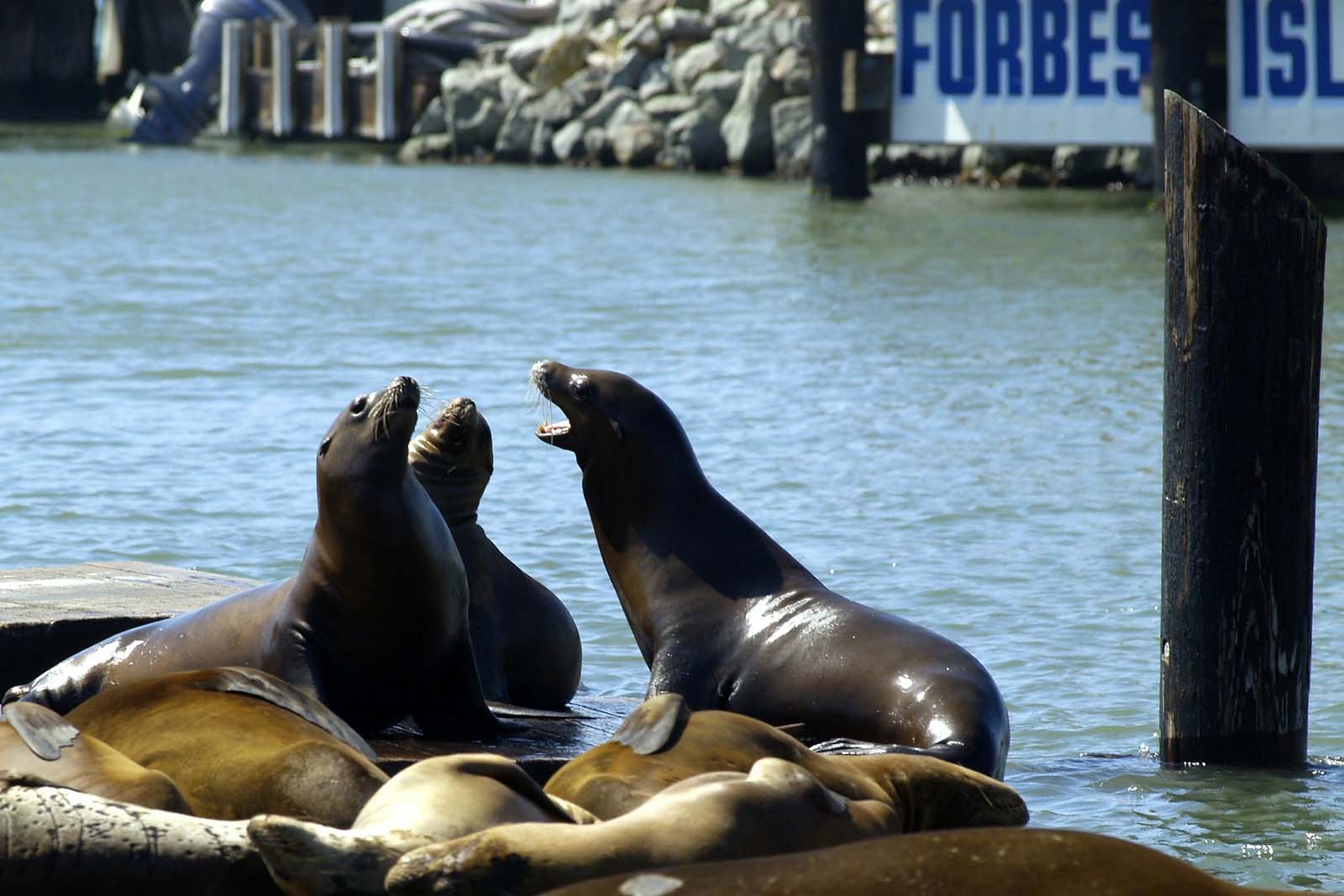 things to do in sf sea lions