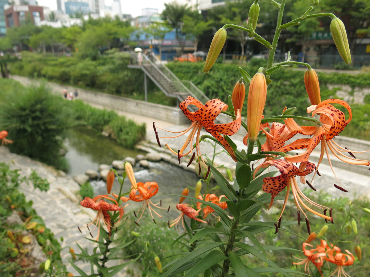 Visit the Cheonggyecheon Stream in Seoul