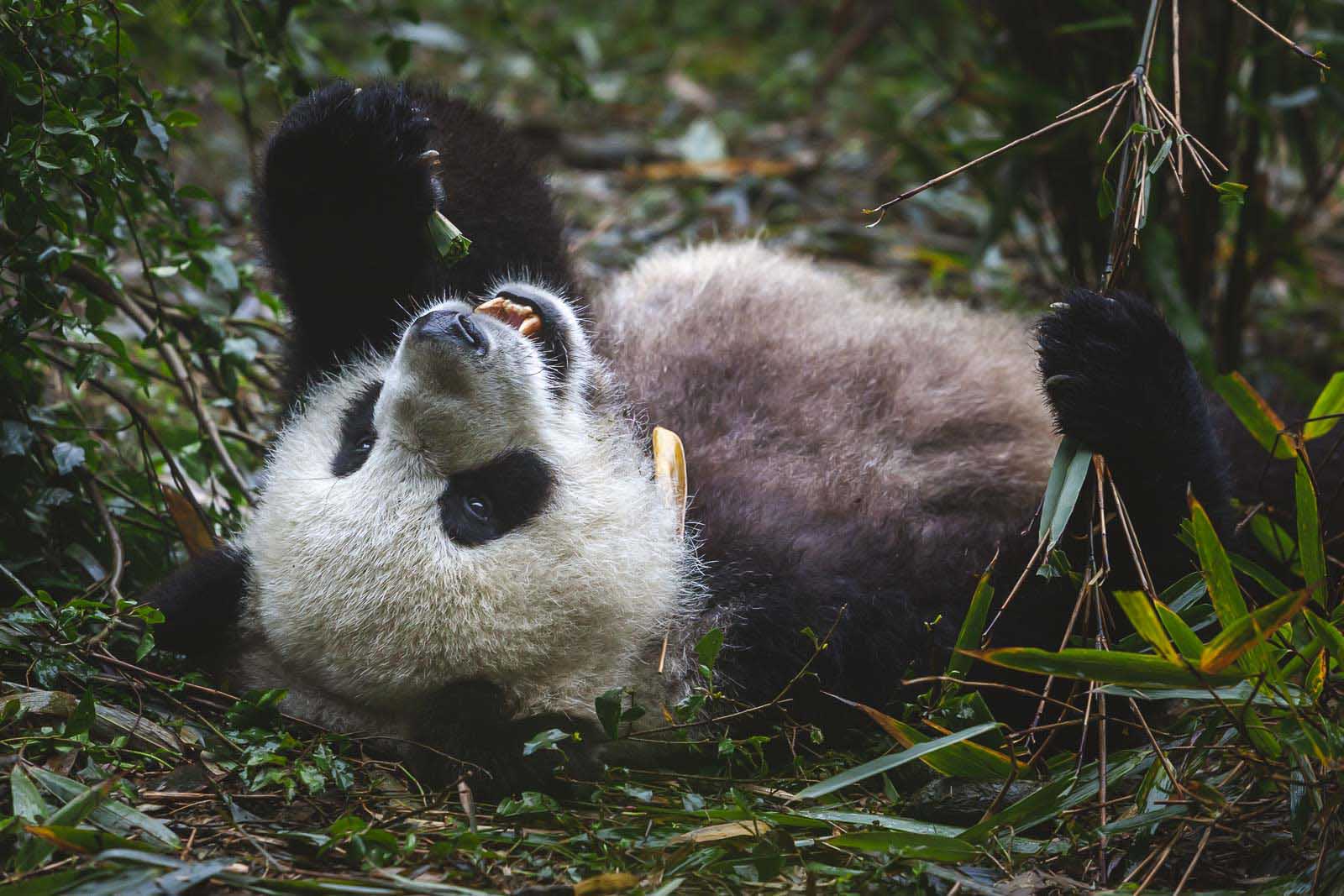 singapore attractions panda