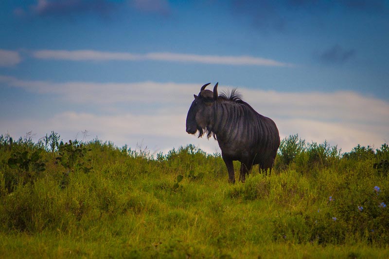 what to do in South Africa visit St. Lucia