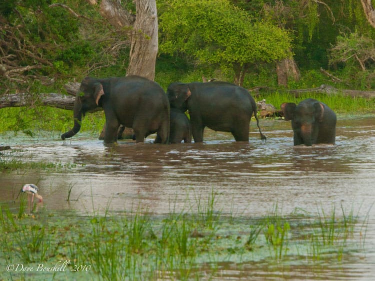 things to see in sri lanka elephants