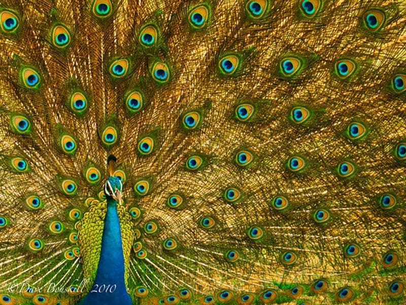 Travel Guides 21 of the Very Best Things to do in Sri Lanka things-to-do-in-sri-lanka-peacock 21 of the Very Best Things to do in Sri Lanka