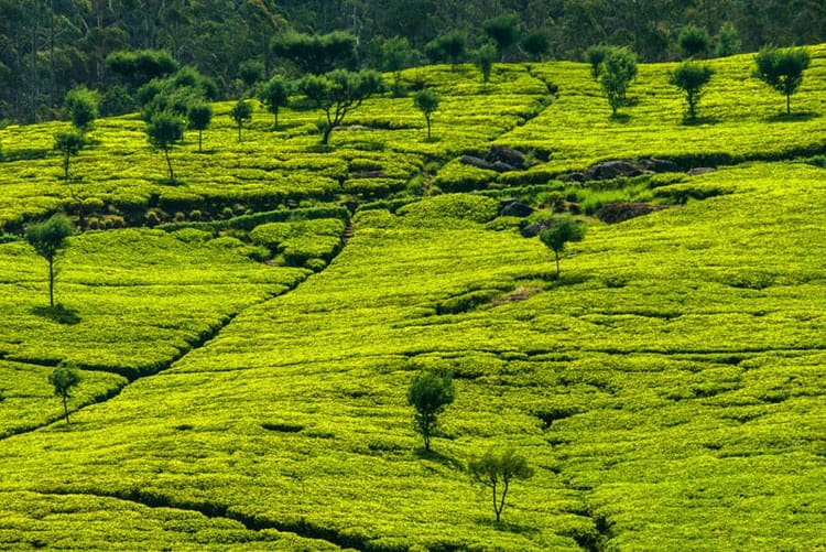 sri lanka things to do tea terraces