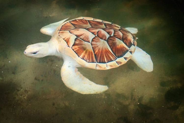 what to do in Sri Lanka turtle hatchery
