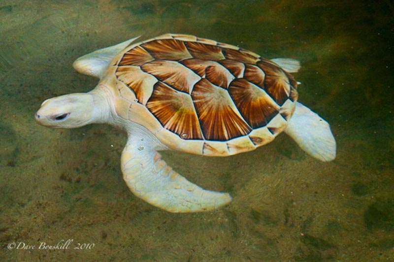 Travel Guides 21 of the Very Best Things to do in Sri Lanka things-to-do-in-sri-lanka-turtle-hatchery 21 of the Very Best Things to do in Sri Lanka