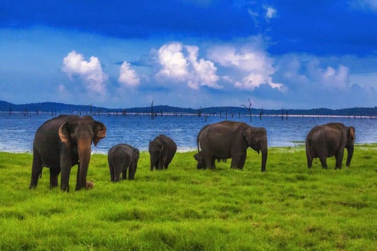 sri lanka has the largest population of asian elephants