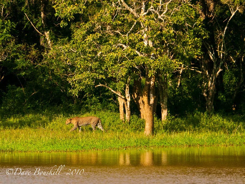 Travel Guides 21 of the Very Best Things to do in Sri Lanka things-to-do-in-sri-lanka-yala-national-park 21 of the Very Best Things to do in Sri Lanka