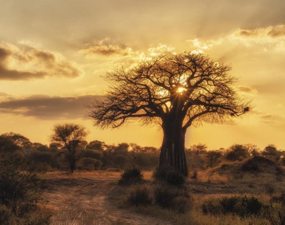 18 Amazing Things to do in Tanzania – Dream Trip