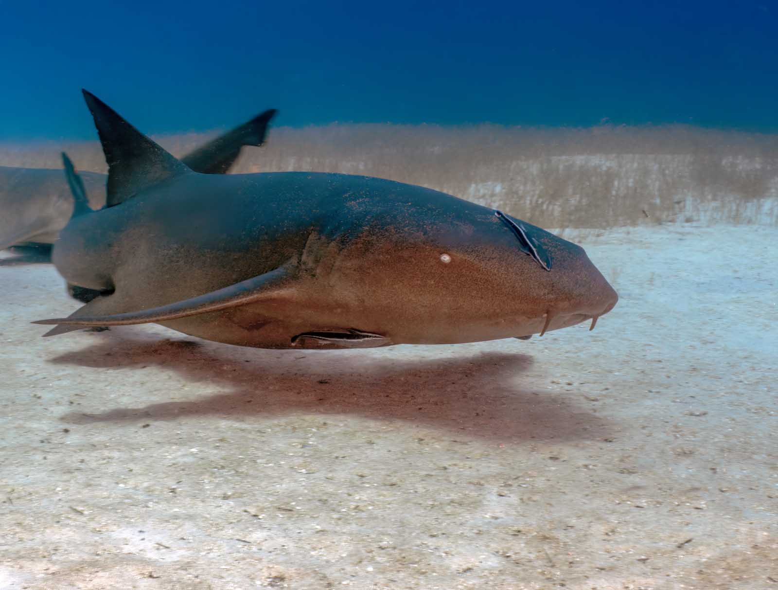 things to do in the bahamas swim with nurse sharks