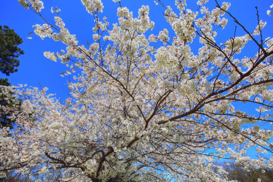 things to see in toronto cherry blossoms