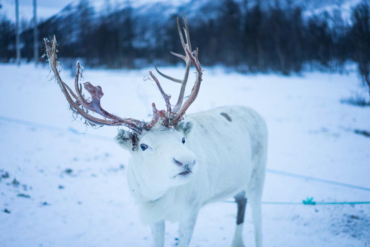 tromso norway reindeer herders