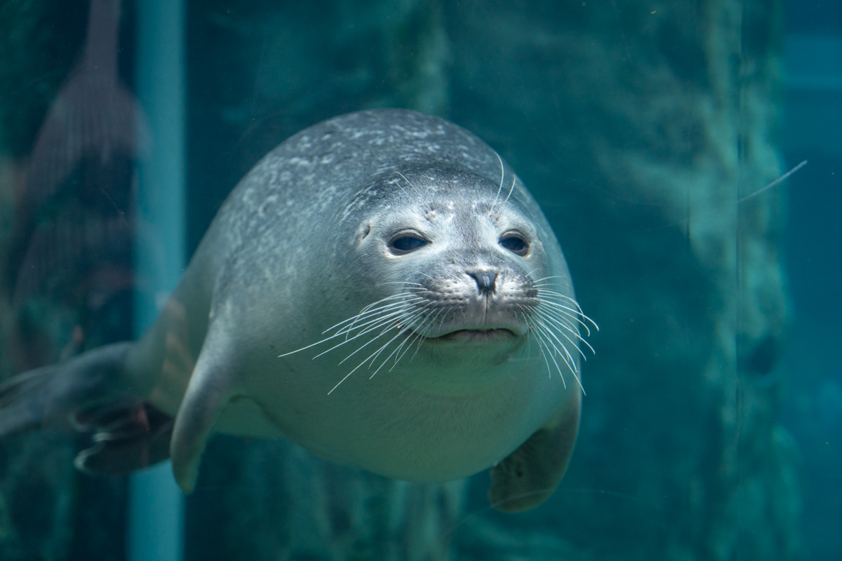 Things to do in Winnipeg Seals at Zoo