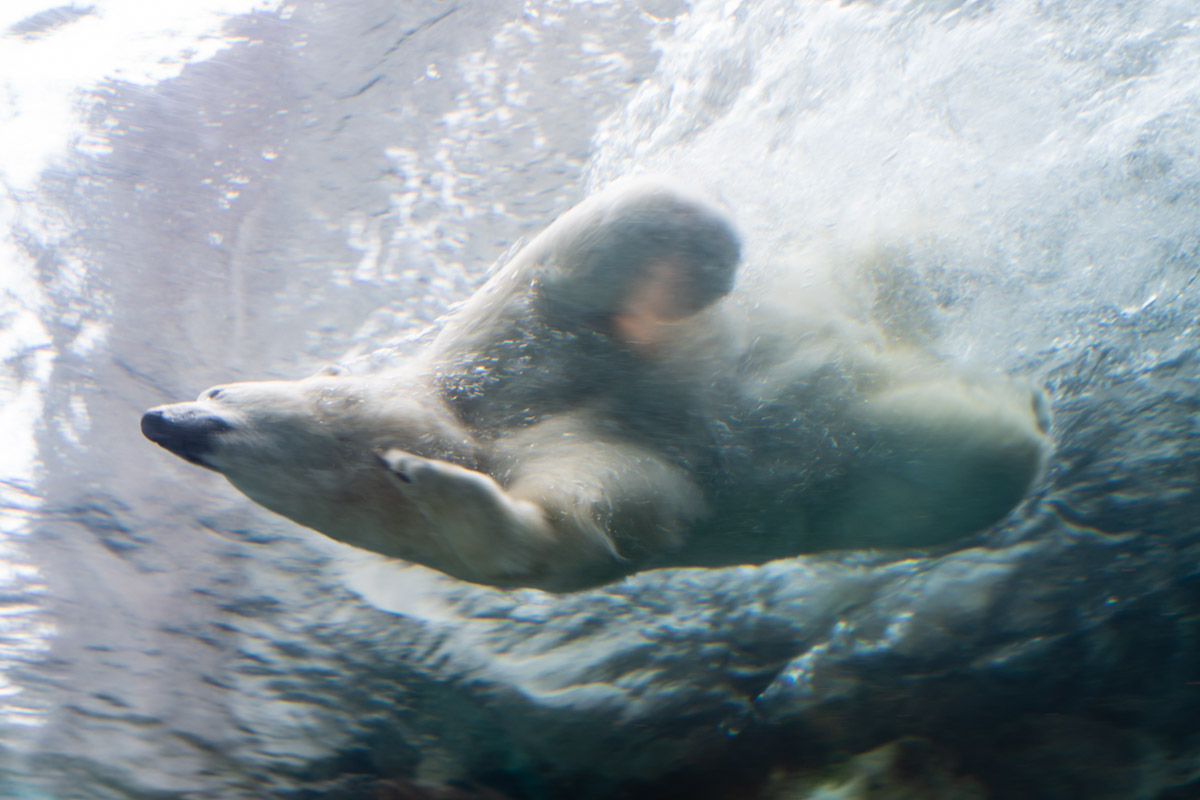 Polar Bear Swim Thing to do in Winnipeg