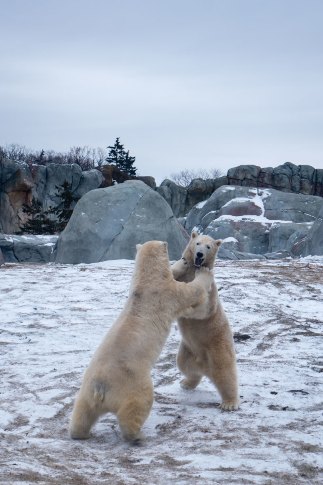 Thing to do in Winnipeg Polar Bears at Assiniboine Zoo