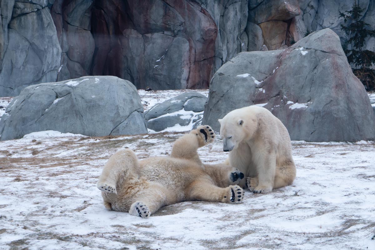 Thing to do in Winnipeg Polar Bears in Zoo