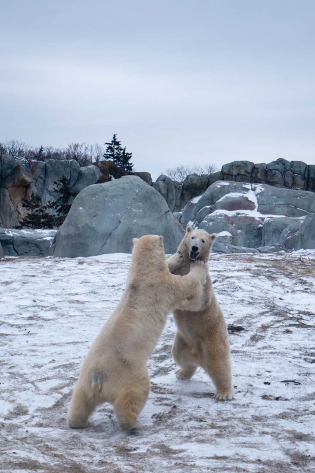 things to do in winnipeg polar bears playing