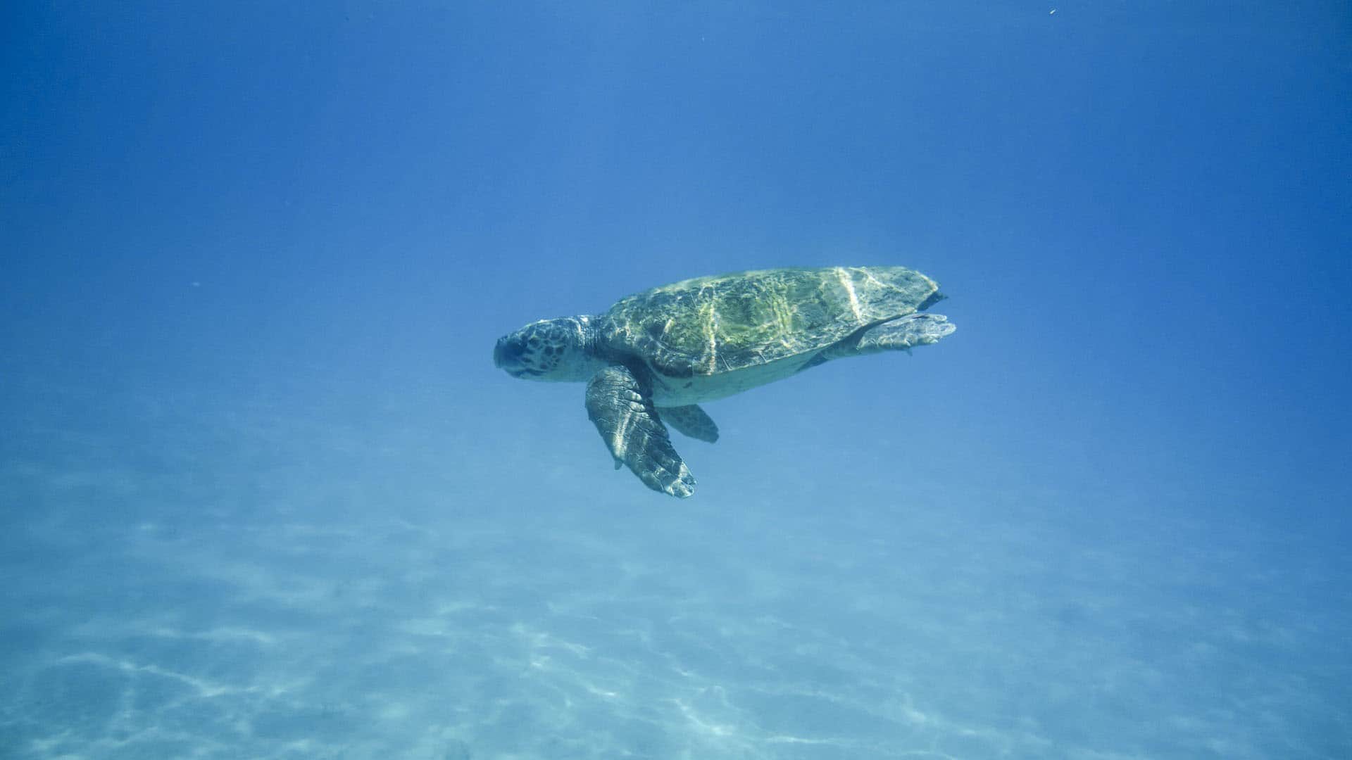 things to do in zakynthos snorkel with sea turtles