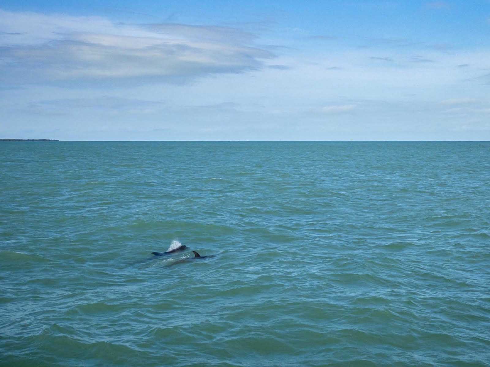 things to do on south padre island tx dolphin eco tour