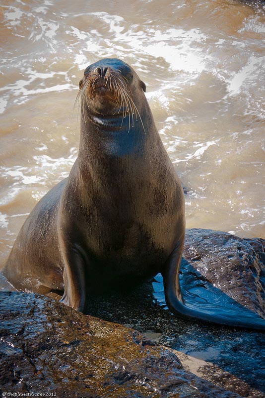 thnigs to do in la paz mexico sea lions