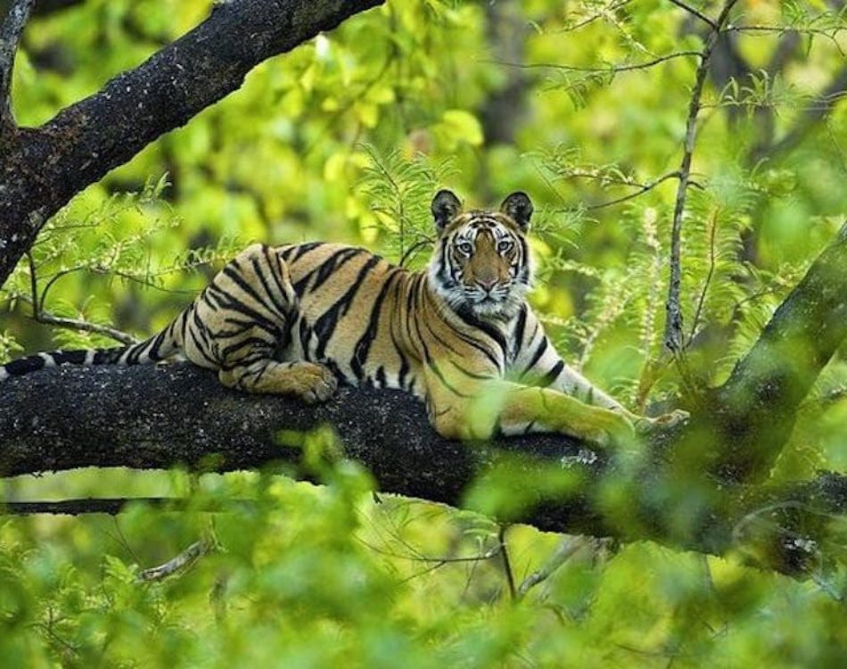 Wildlife conservation in India, safeguarding the future