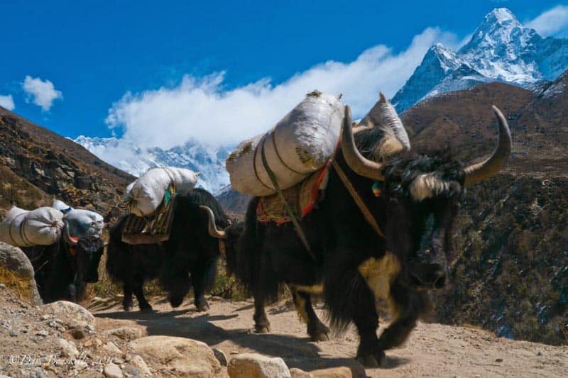 tips trekking to everest base camp yaks