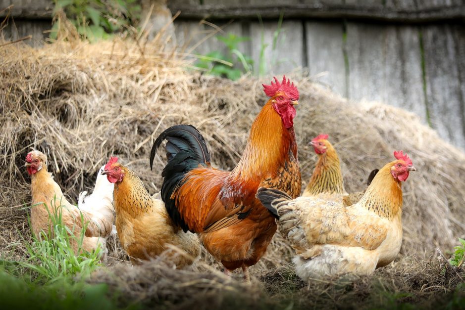 chickens toronto farm