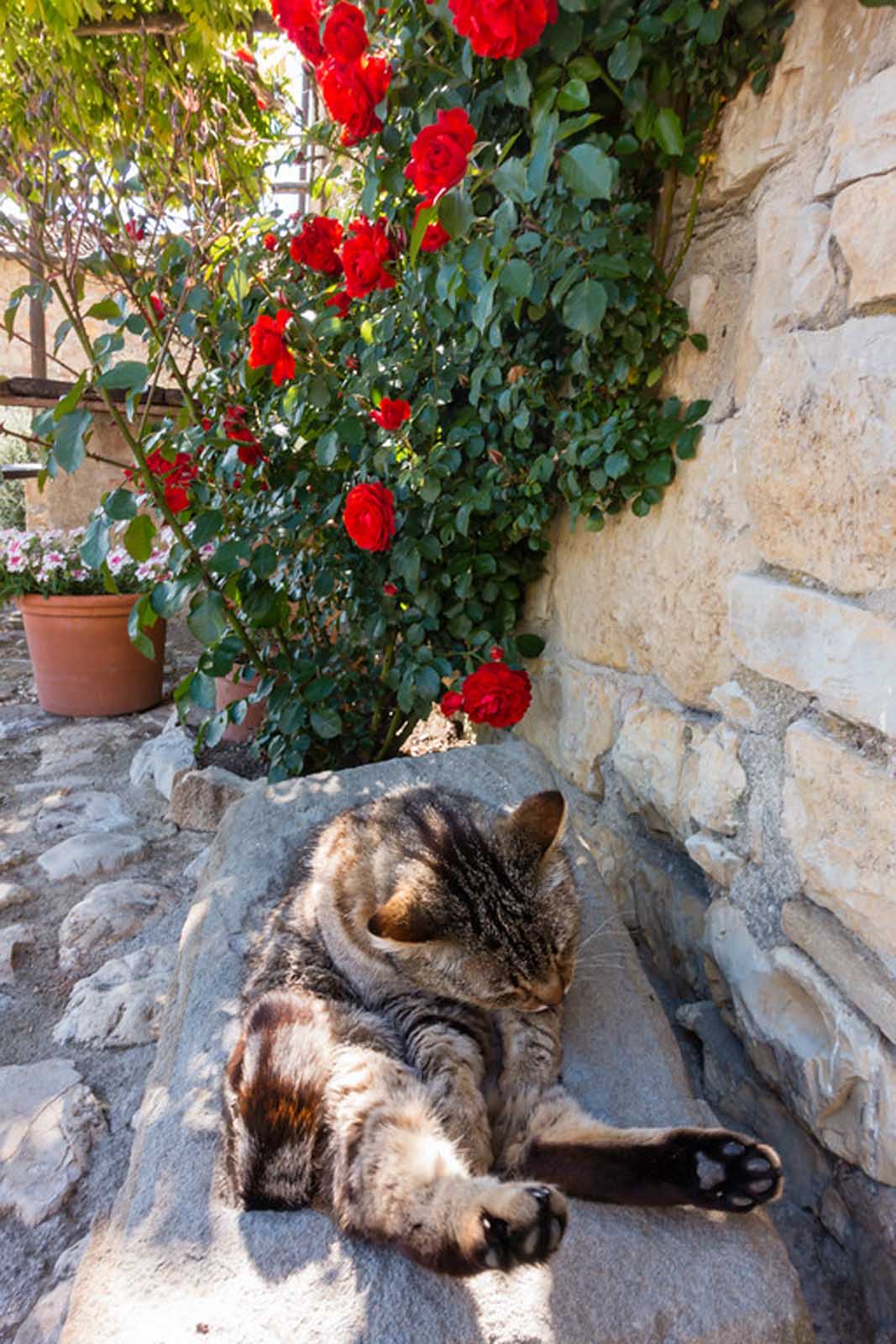 cat with flowers in tuscany villages of italy