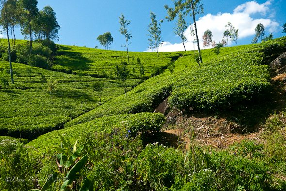train travel through tea country in Sri Lanka