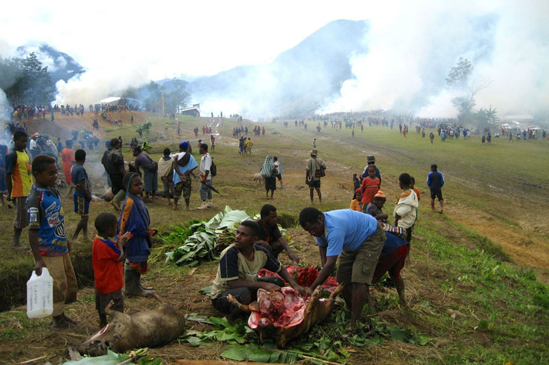 pigs papua indonesia tribes