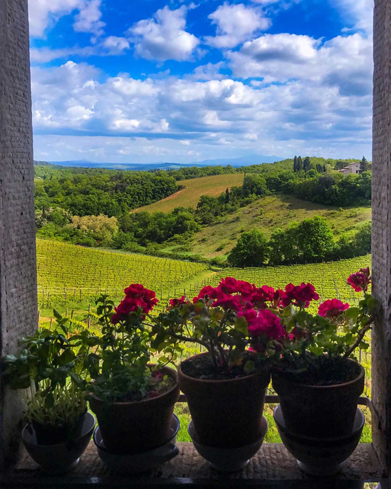 flowers looking over vineyard in tuscany