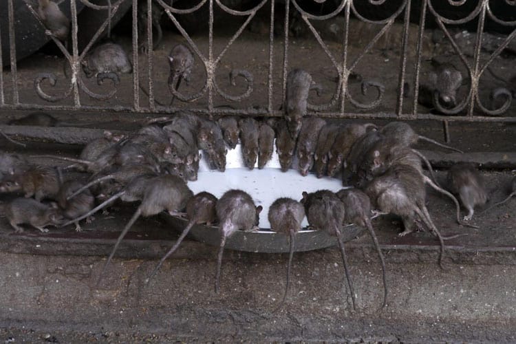  unique things to do in udaipur | rat temple