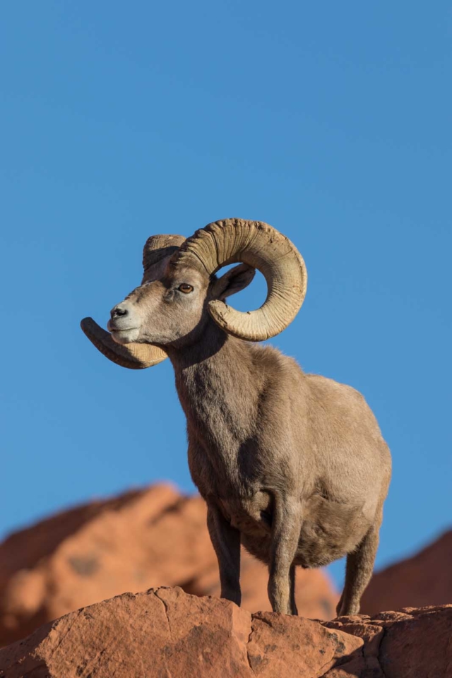 things to do in valley of fire bighorn sheep